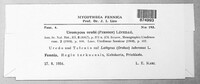 Uromyces viciae-fabae image